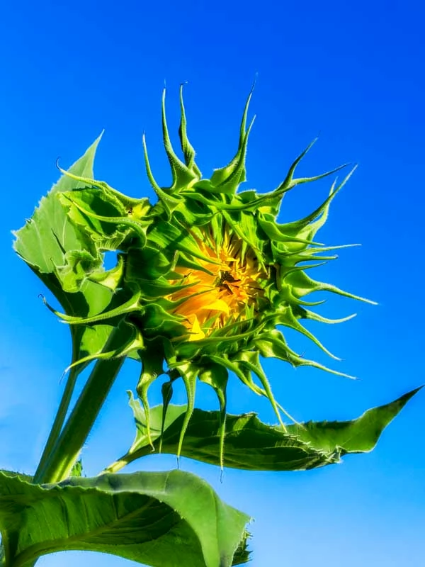 Sunflower photographed by Mark A Steele Photography
