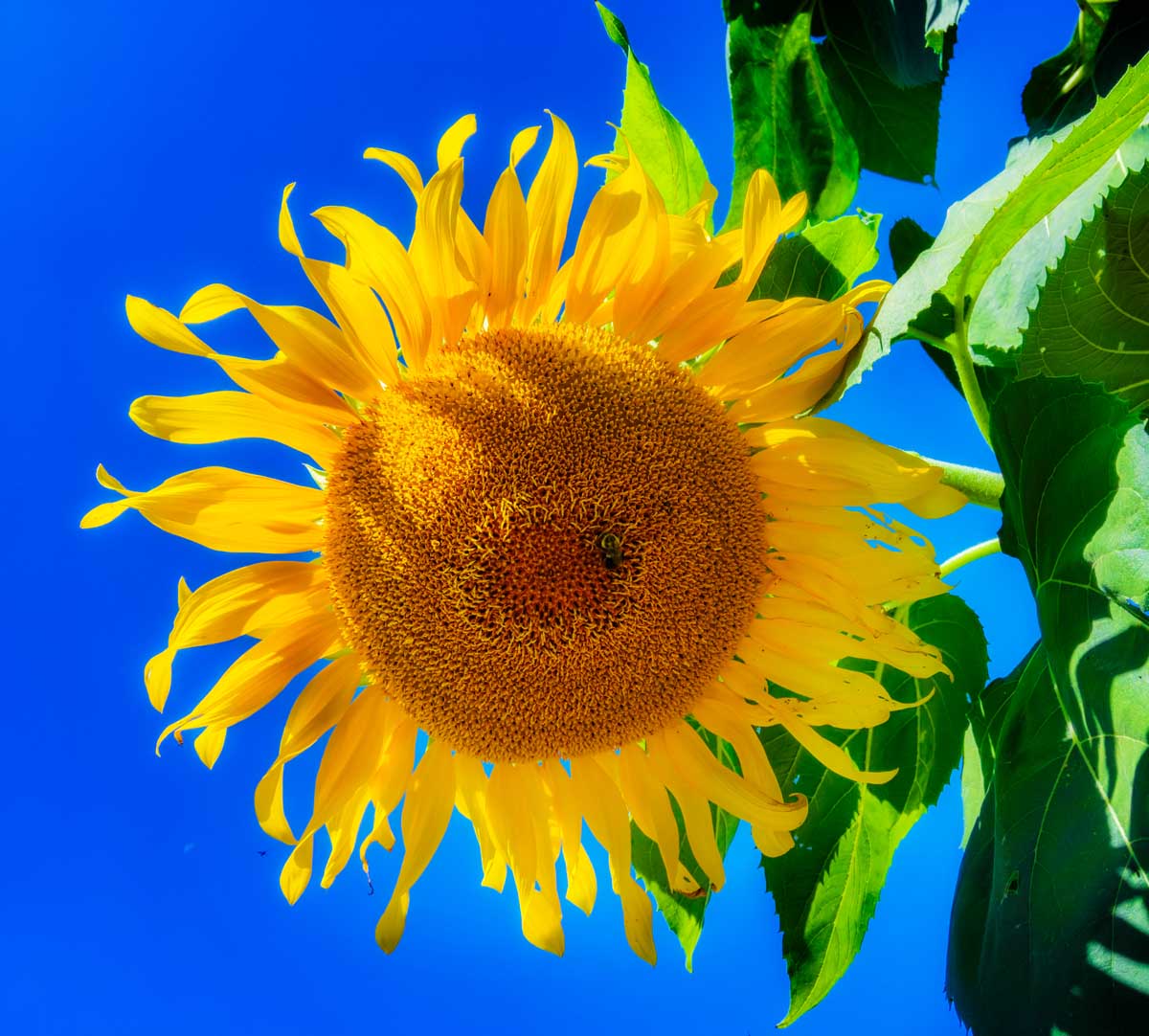 Sunflower photographed by Mark A Steele Photography